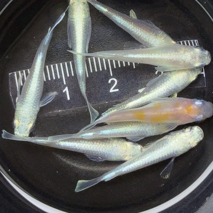 青鳉鱼天使？短体15号