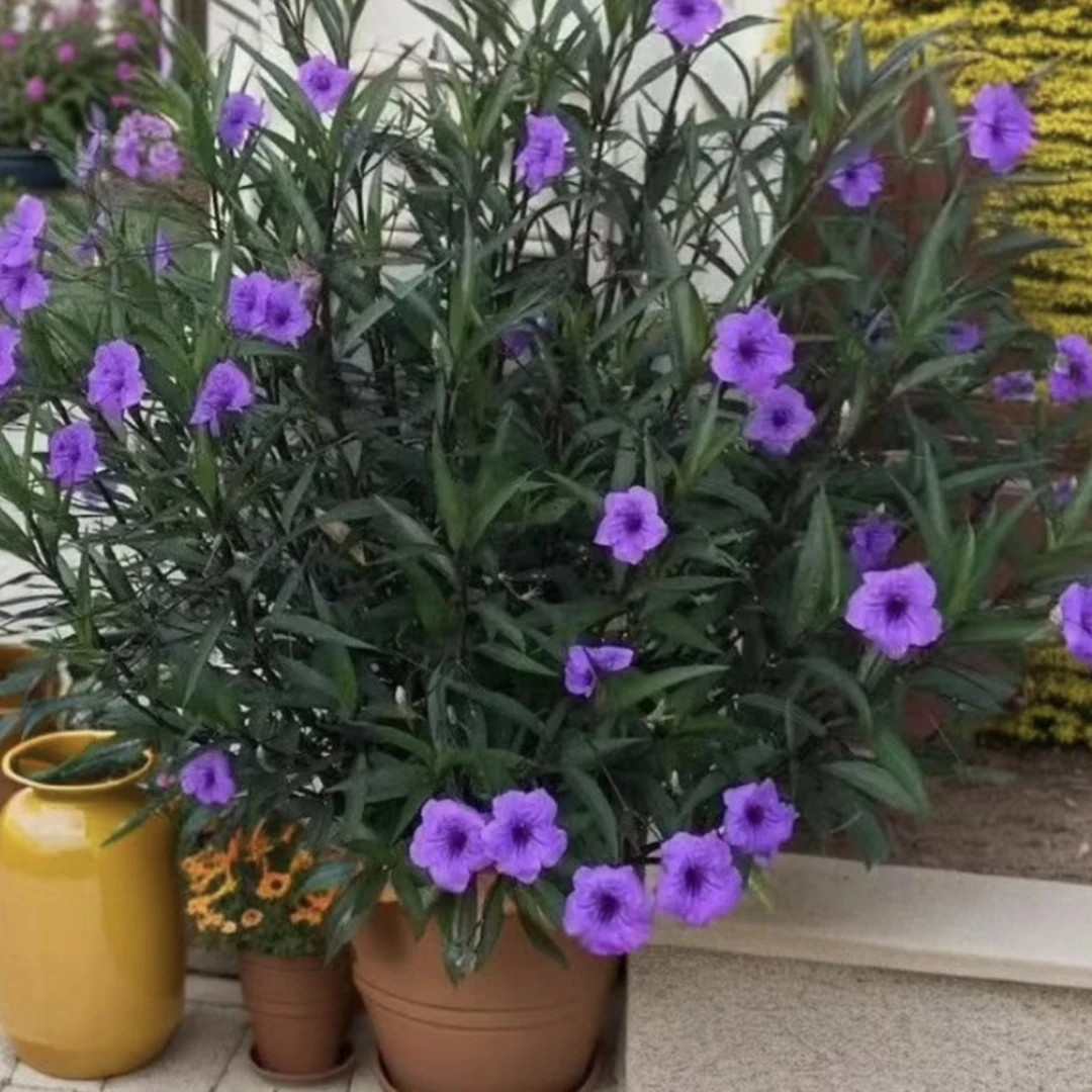 翠芦莉盆栽 好养