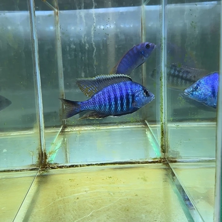 蓝***猫海水鱼45号1111111111