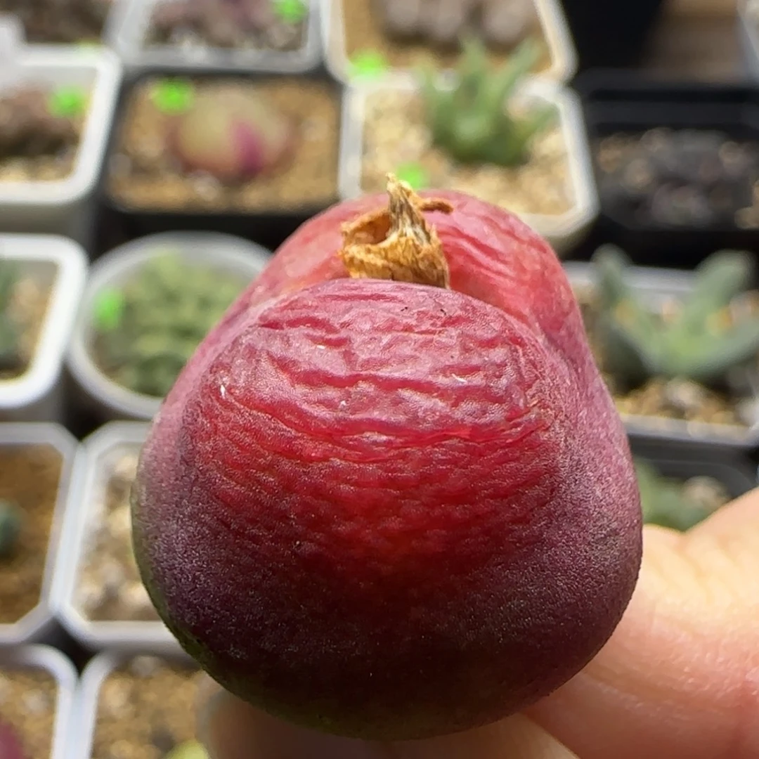 丝绒2.4+多肉植物463