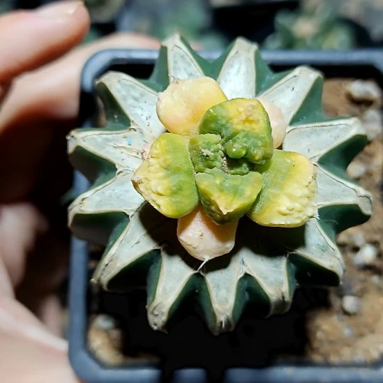 怒涛牡丹锦06262062