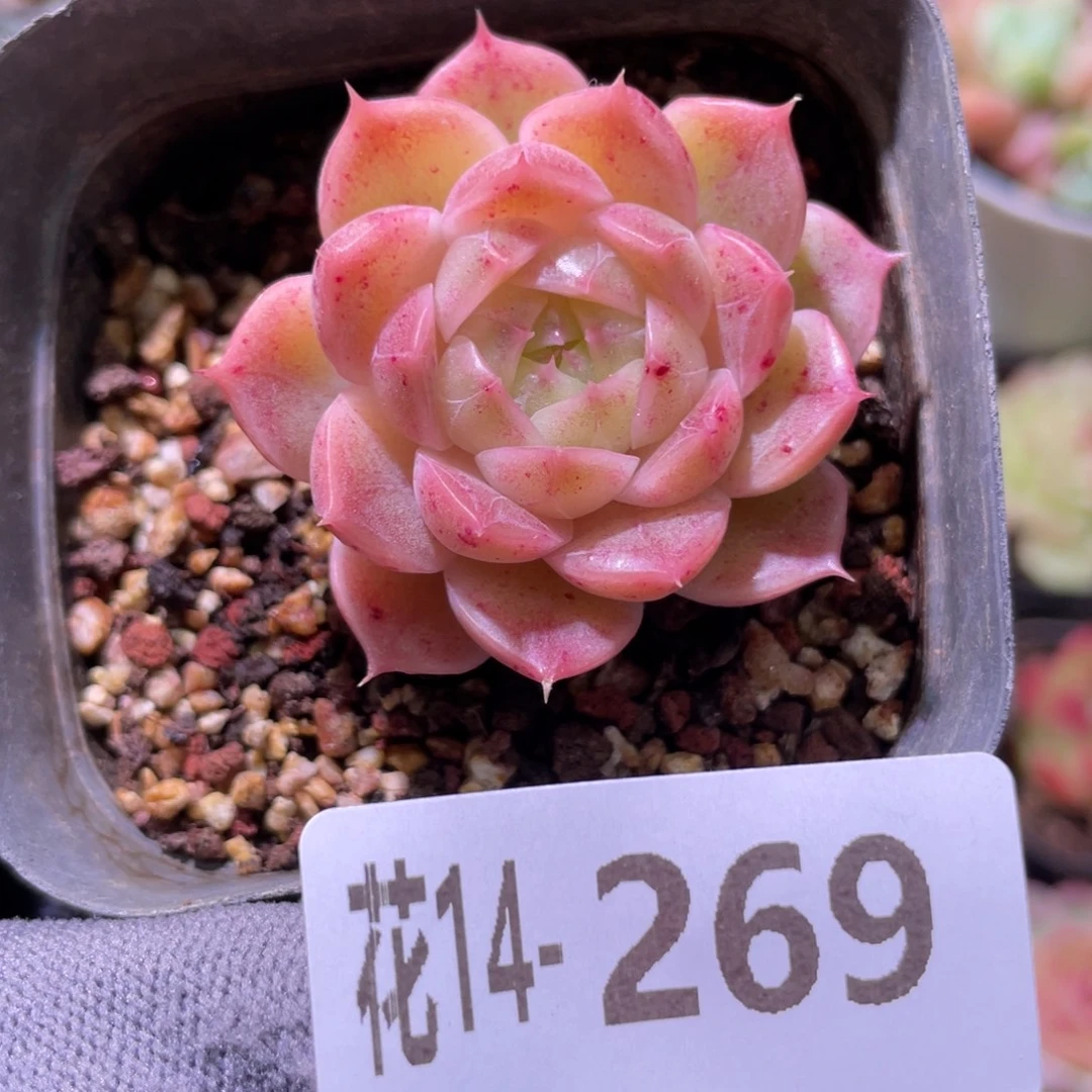 花利美14-269麦秆