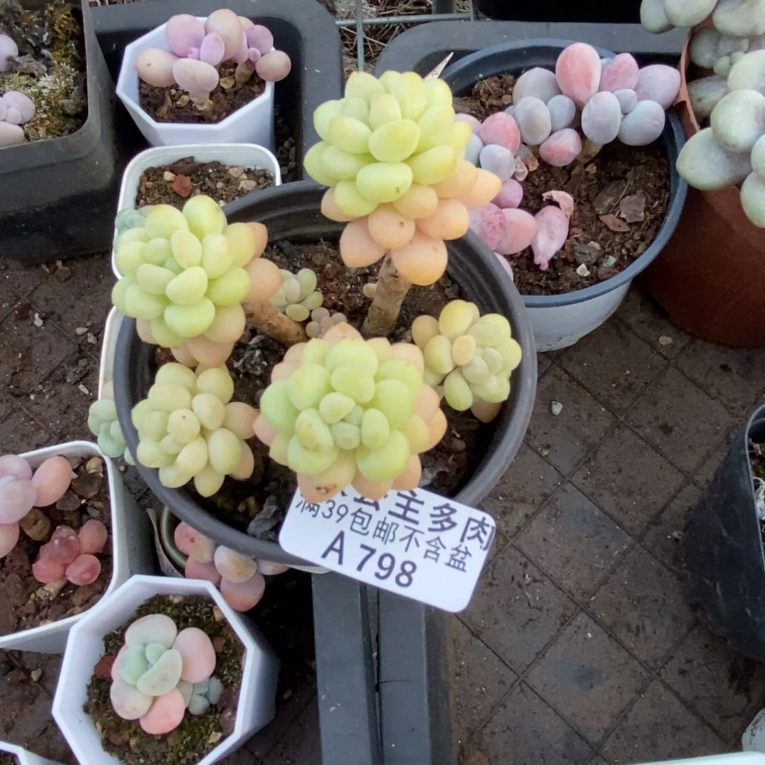 798洛可可多肉7cm