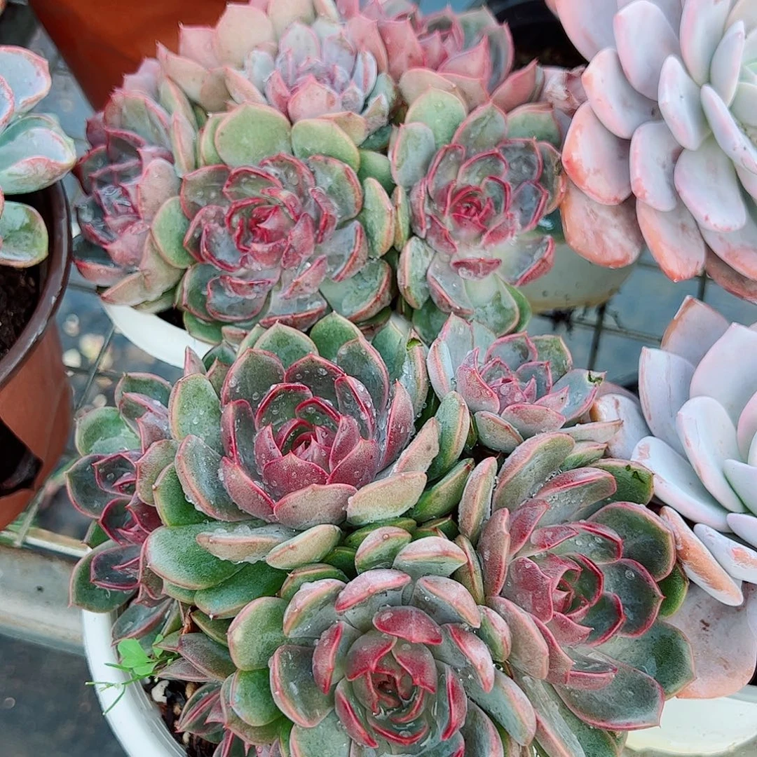 溜溜球多头大盆群老桩