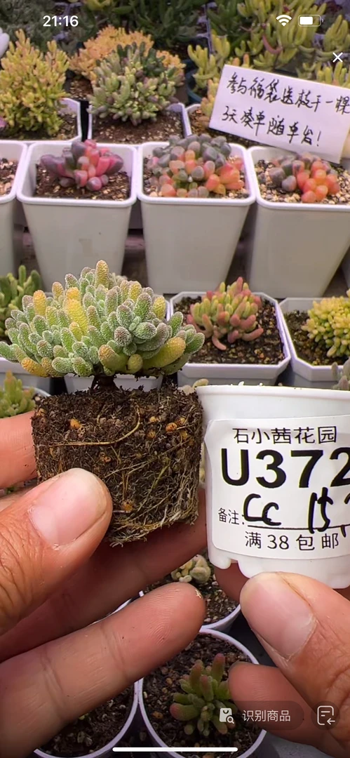 cc-冰晶杂橙-多肉植物枝干番杏