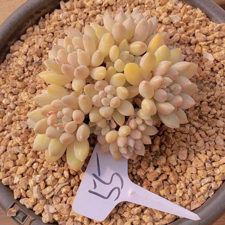 在家里面吃饭的吗