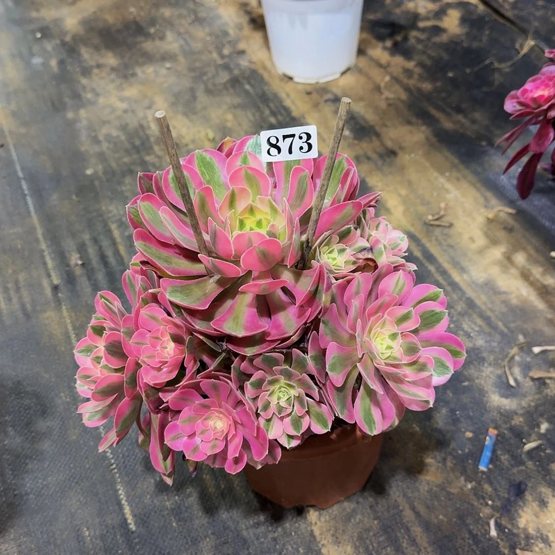 873女巫法师嫩桩