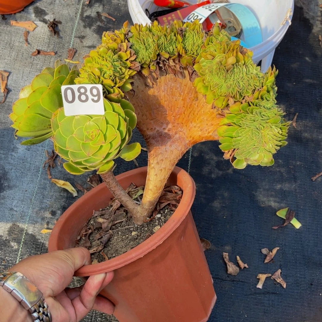 多肉植物万圣节缀089