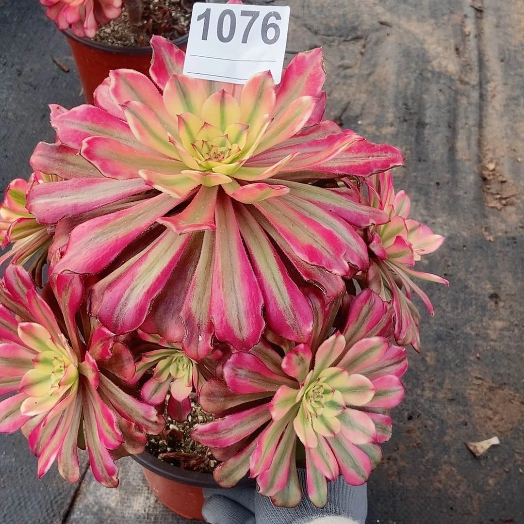 红陶1076月蝉3多肉叶子有点干