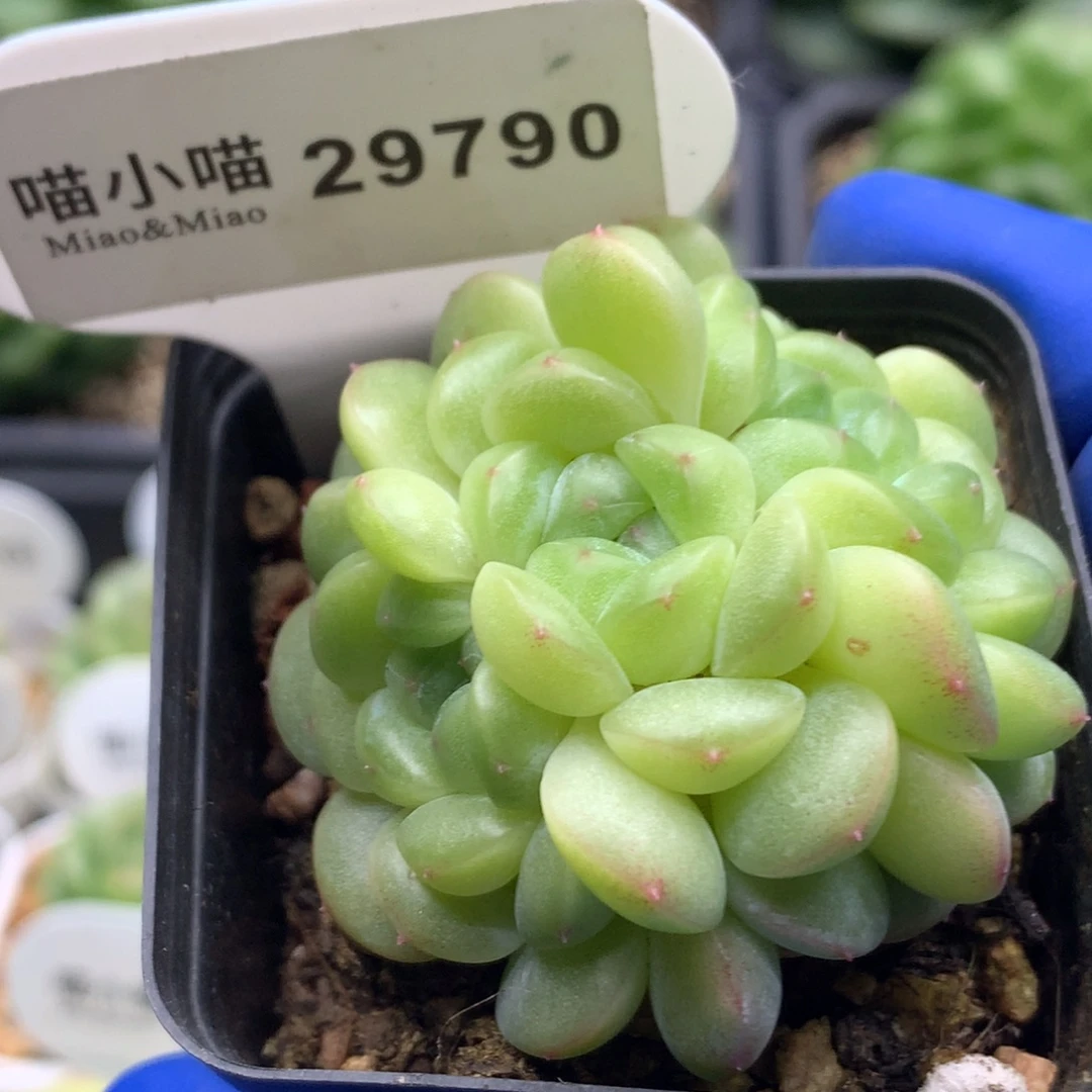 多肉植物杂交珍妮