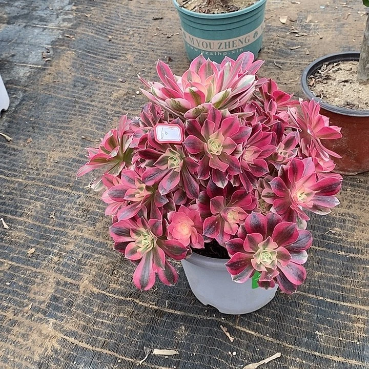 60，粉女巫多肉法师