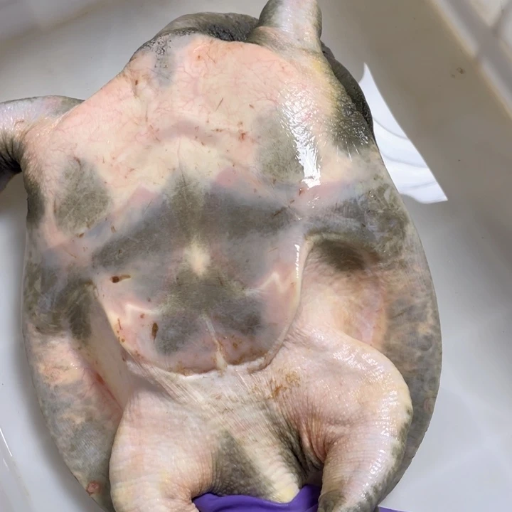 可***多中国大陆福利鱼包活不退换