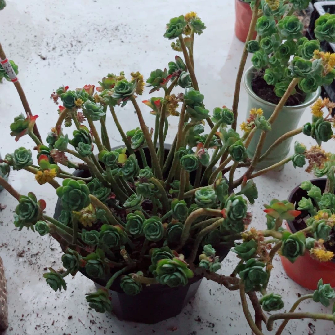 精品多肉大盆薄化妆