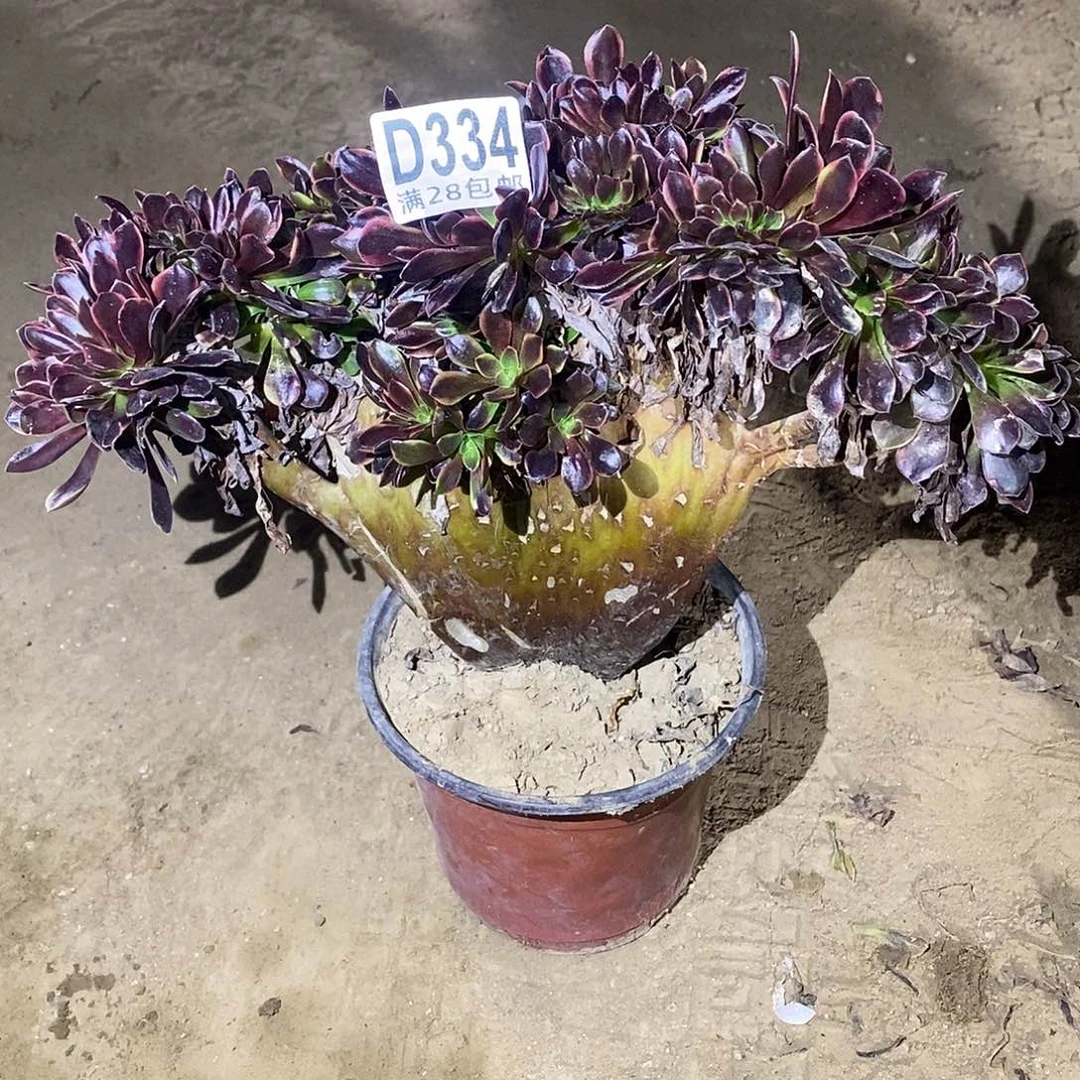 逍***生334 多肉植物不包断枝瑕疵