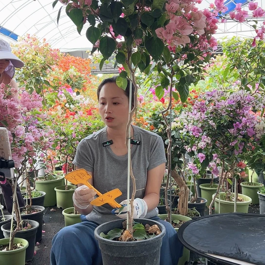 我***鹅大部分花苞少量开放K84暗斑丽人