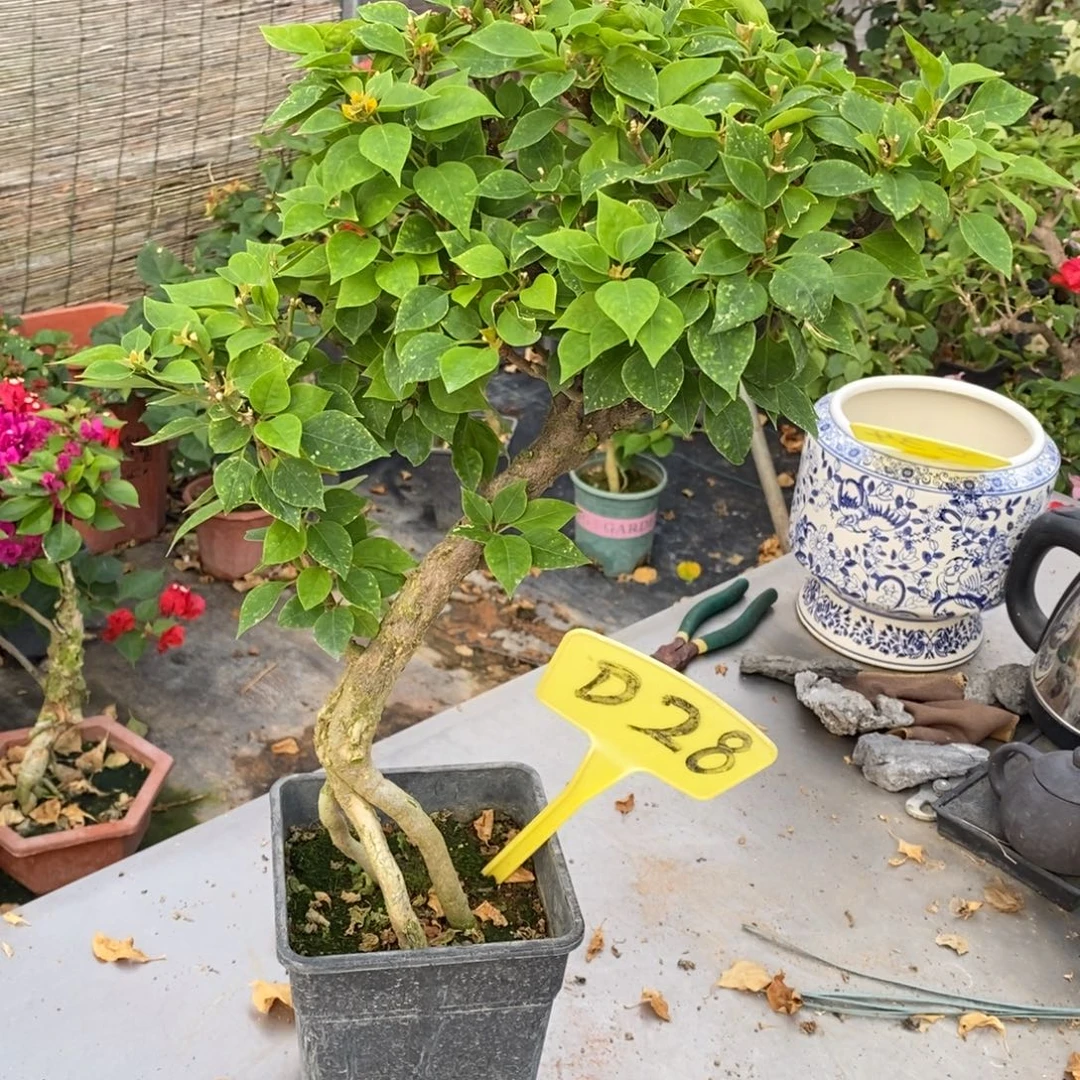 无花朵三角梅塔黄D28