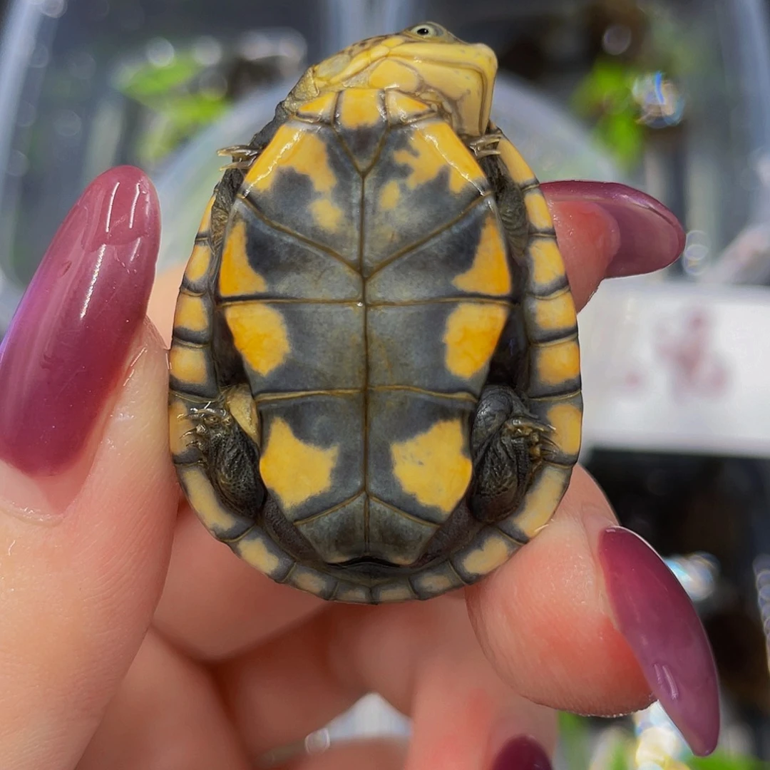 蛋龟母不分公母56666