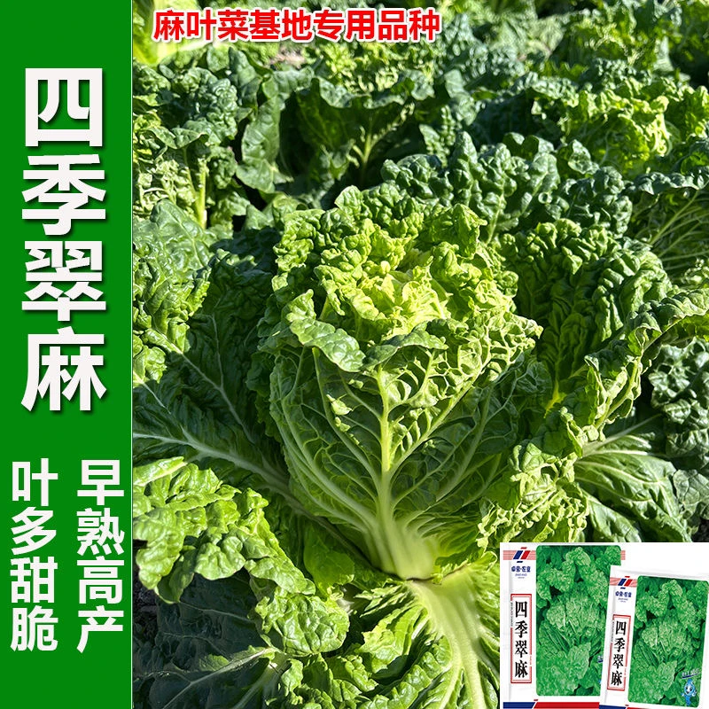 贵州麻叶菜种子四季甜脆火锅菜皱叶大白菜下锅耙软南方蔬菜种籽孑