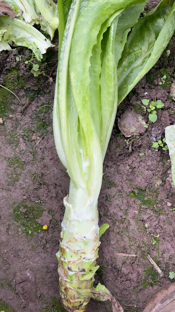 莴笋 青笋 乡村土货鲜摘 莴笋 青笋