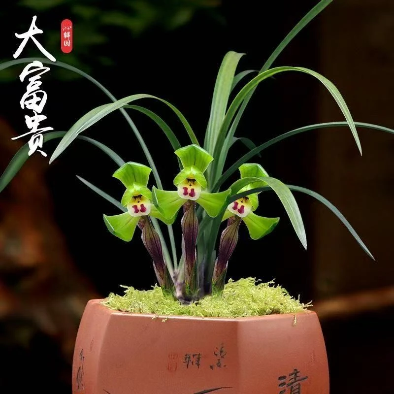 兰花 春兰铭品【大富贵】紫砂花盆 室内外浓香型好养易活盆栽
