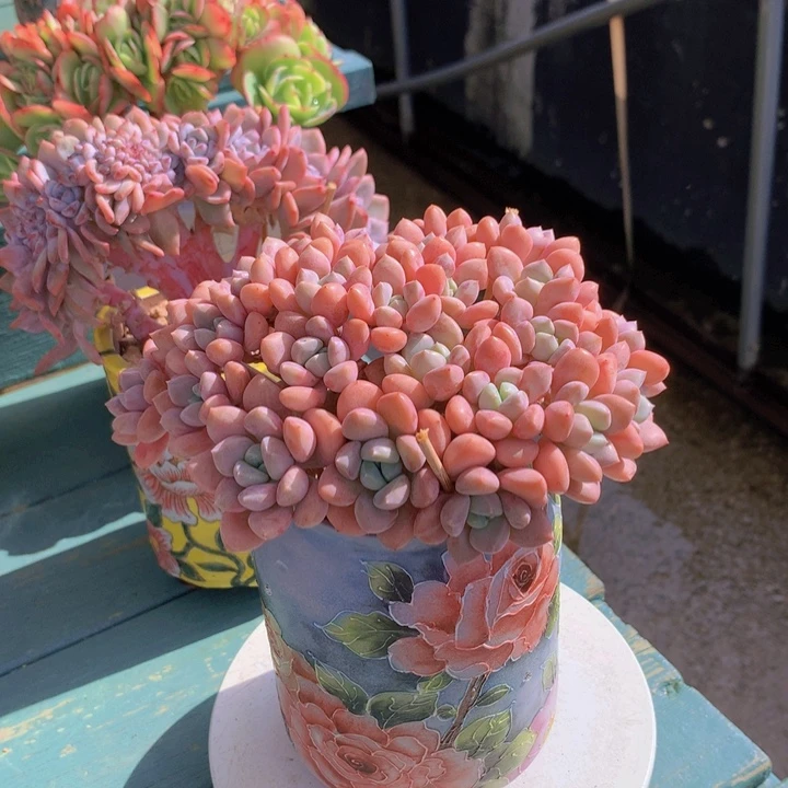 花瓣路树缀朵朵无砍群