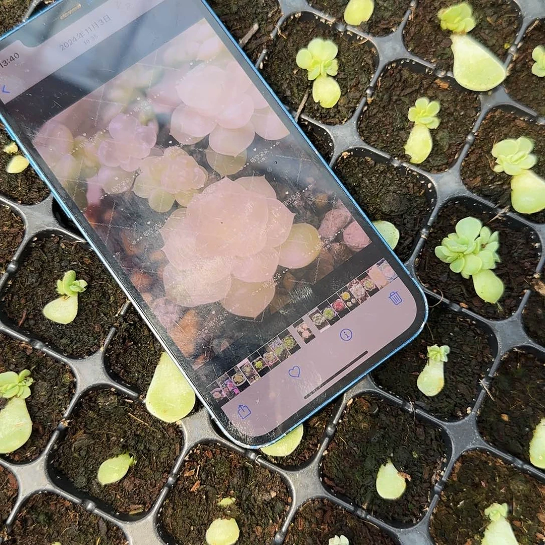 纸鸢芝麻一个满25包邮