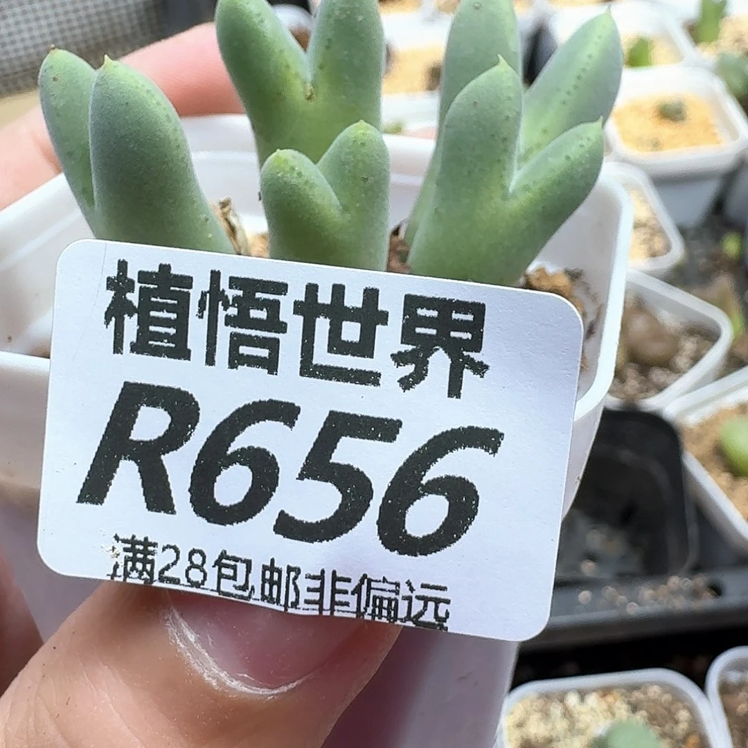 多肉植物的润泽fjj