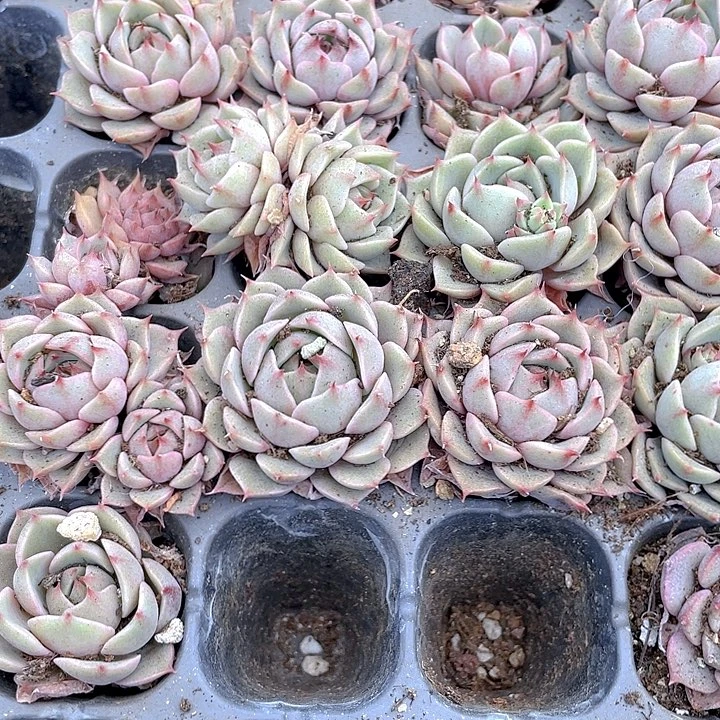 小笨吧1元带土发