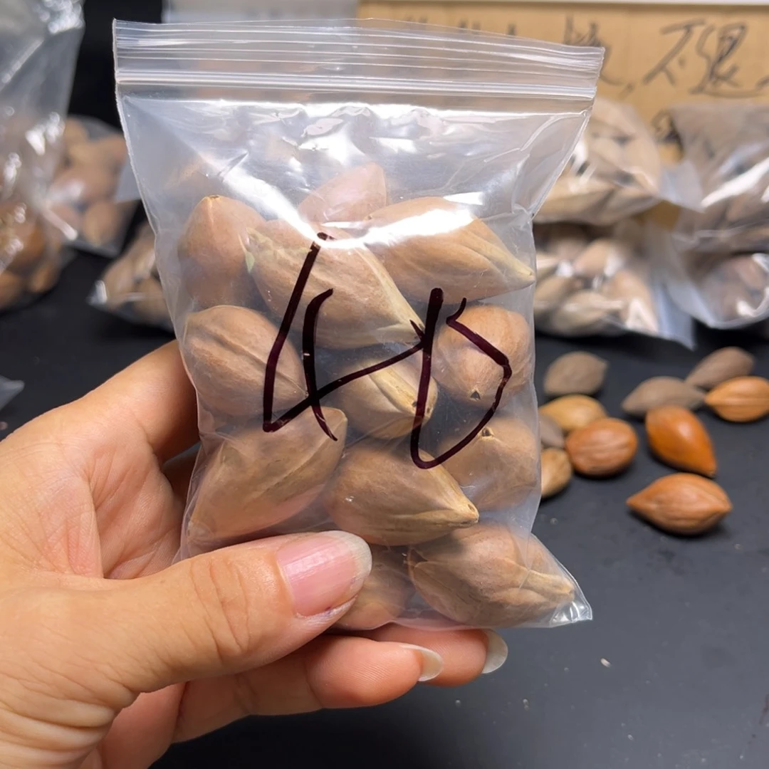 橄榄核手串/手链1111