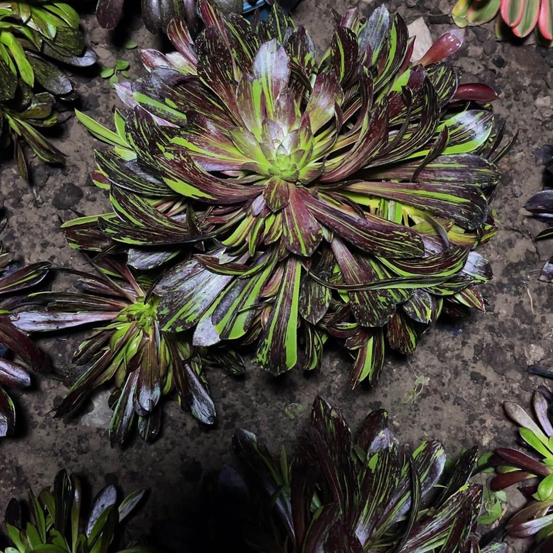 水墨法师32号优选好的捧花包邮
