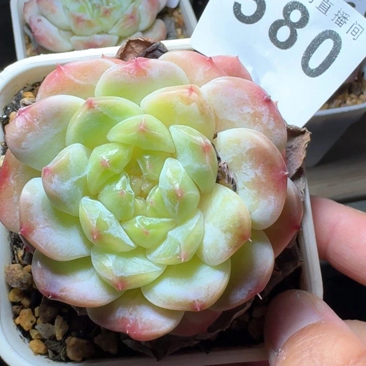 冰魄            多肉植物