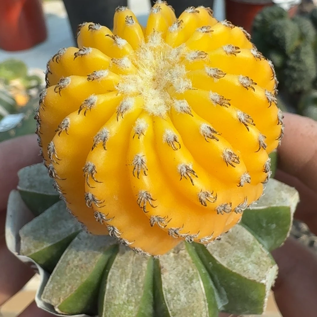 【闪购商品】苗接奇特球锦765