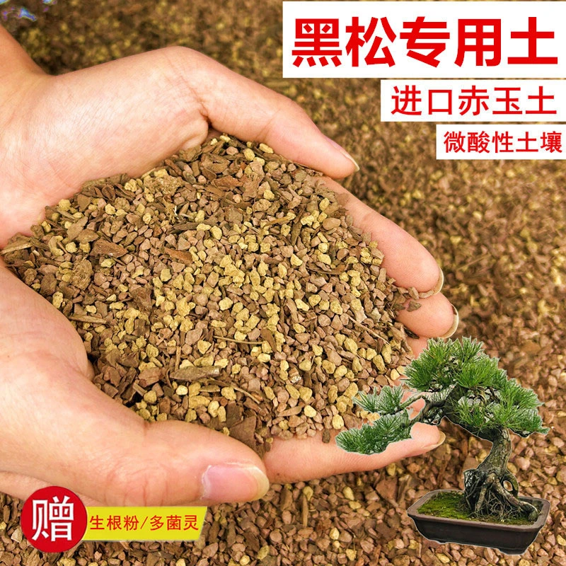 黑松植物颗粒土透气赤玉土风化土营养土盆景土花卉绿植种植土