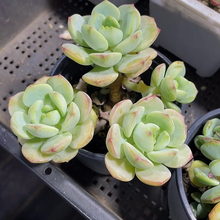 90盆香草群带盆土发