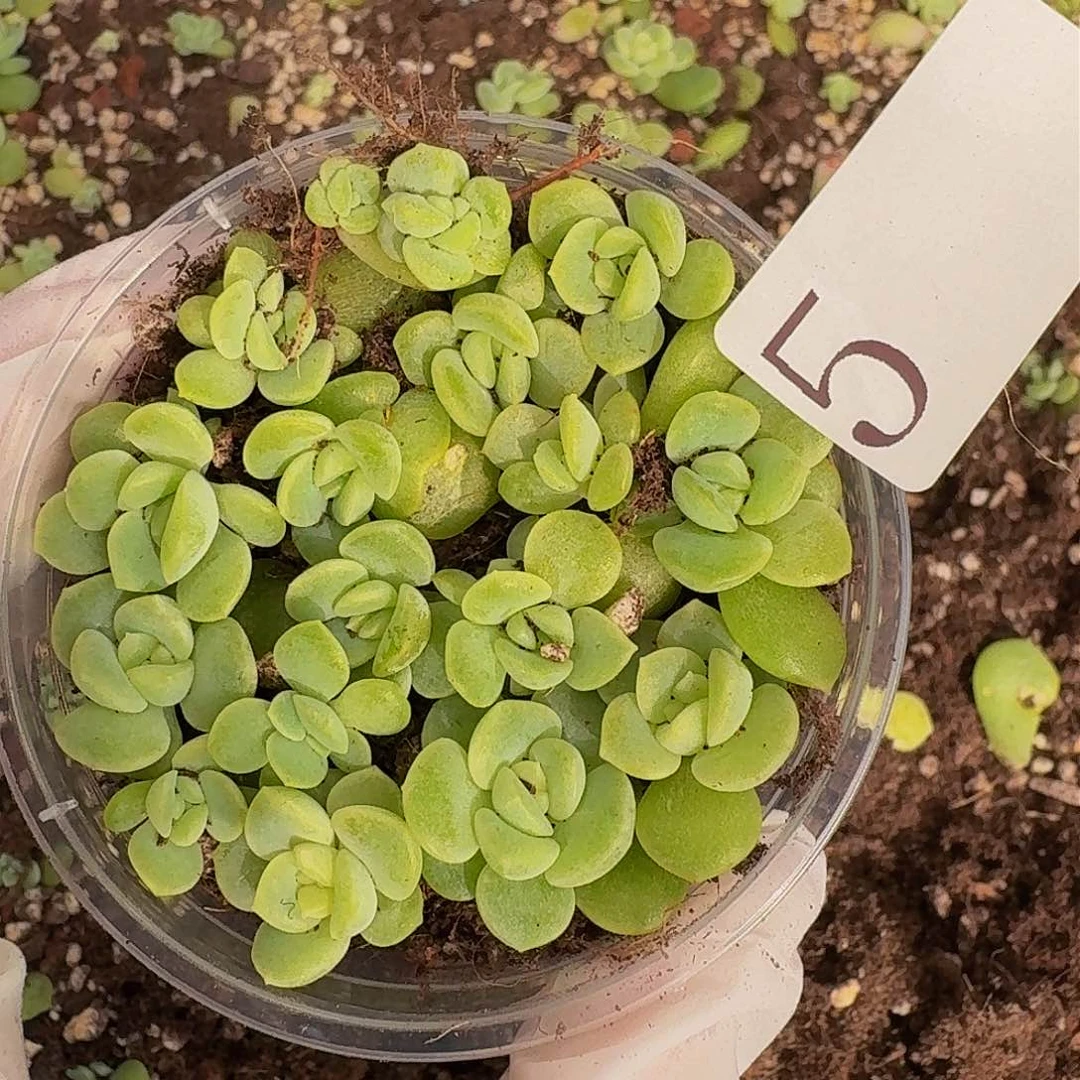多肉植物多肉植物5