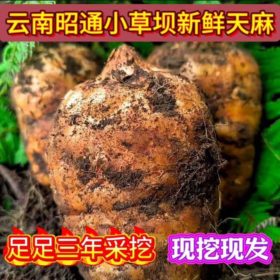 云南昭通彝良小草坝新鲜天麻炖鸡炖排骨煲汤泡酒仿野深山三年种植