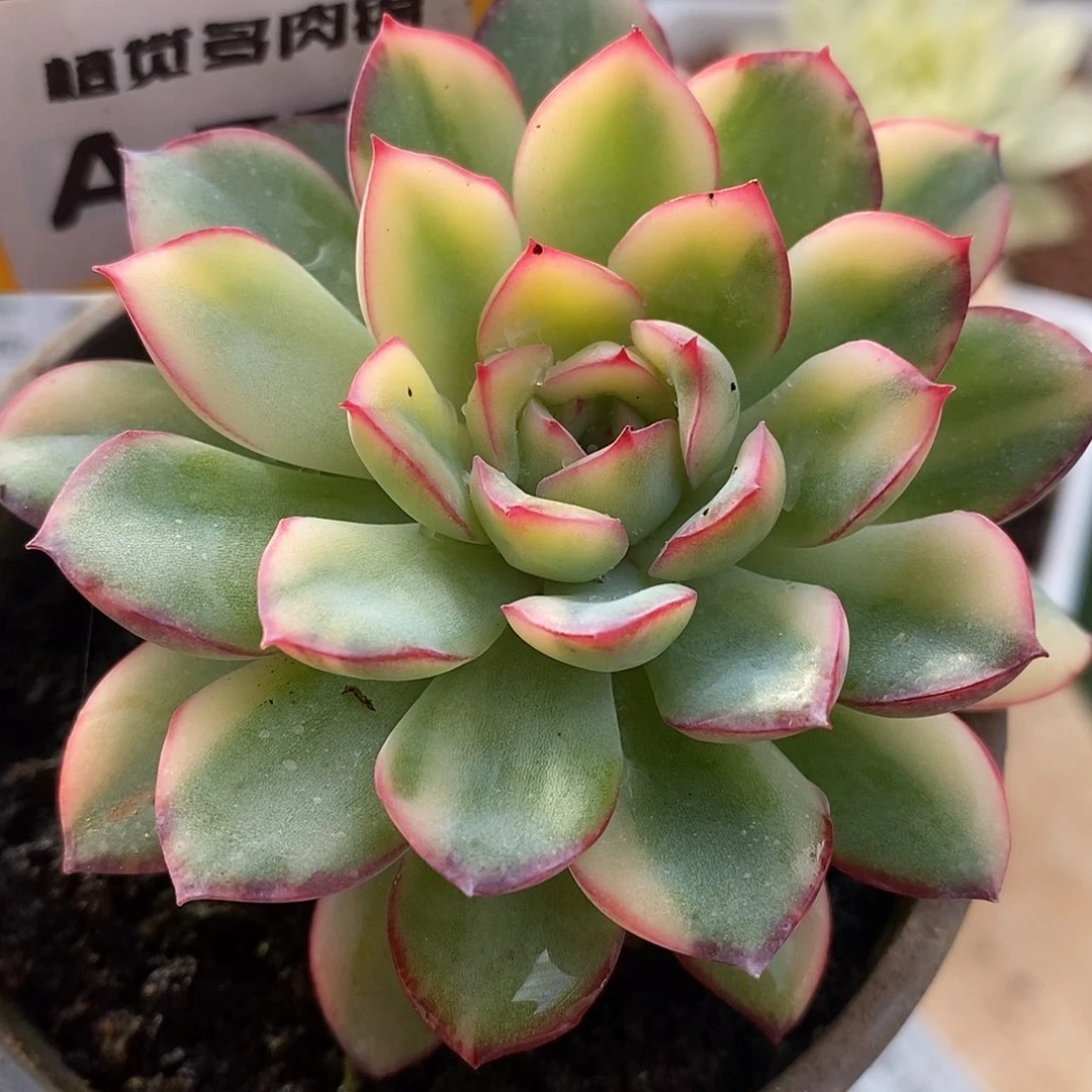 53雨燕座哈哈哈哈哈哈哈