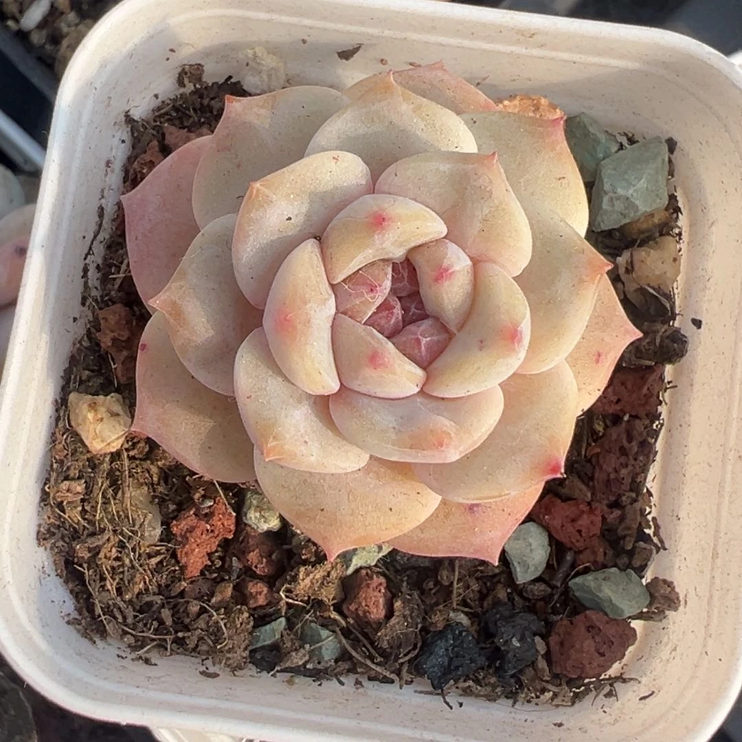 小卡拉米糖心一物一拍