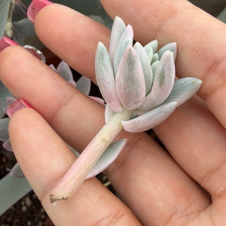 流沙美人锦侧芽侧芽可以嫁接