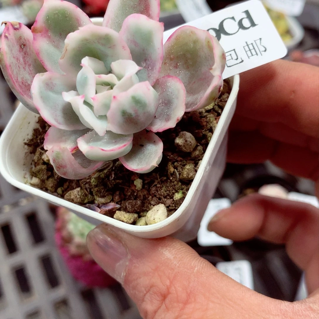 5厘米盆精控多肉3779