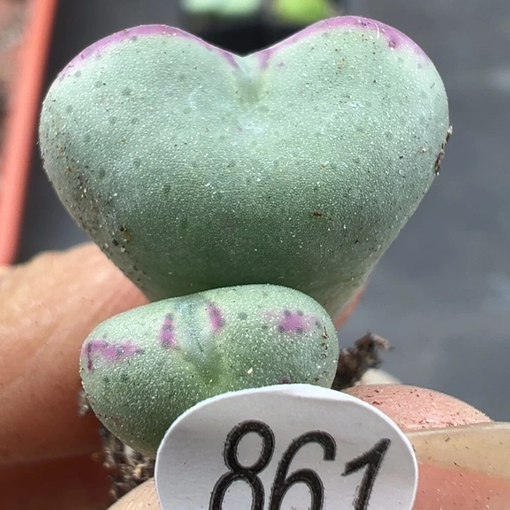 861干这个肉肉有点好看