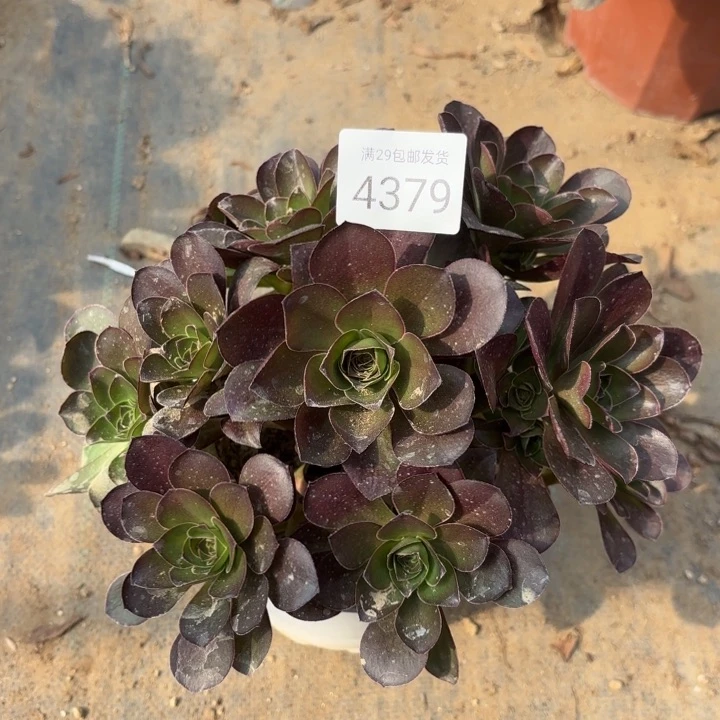 魅金玫瑰多肉法师4379