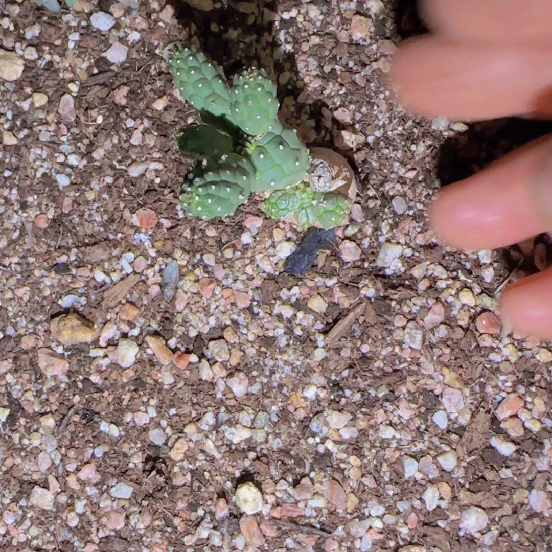 爱****肠块根植物块根植物块根植物