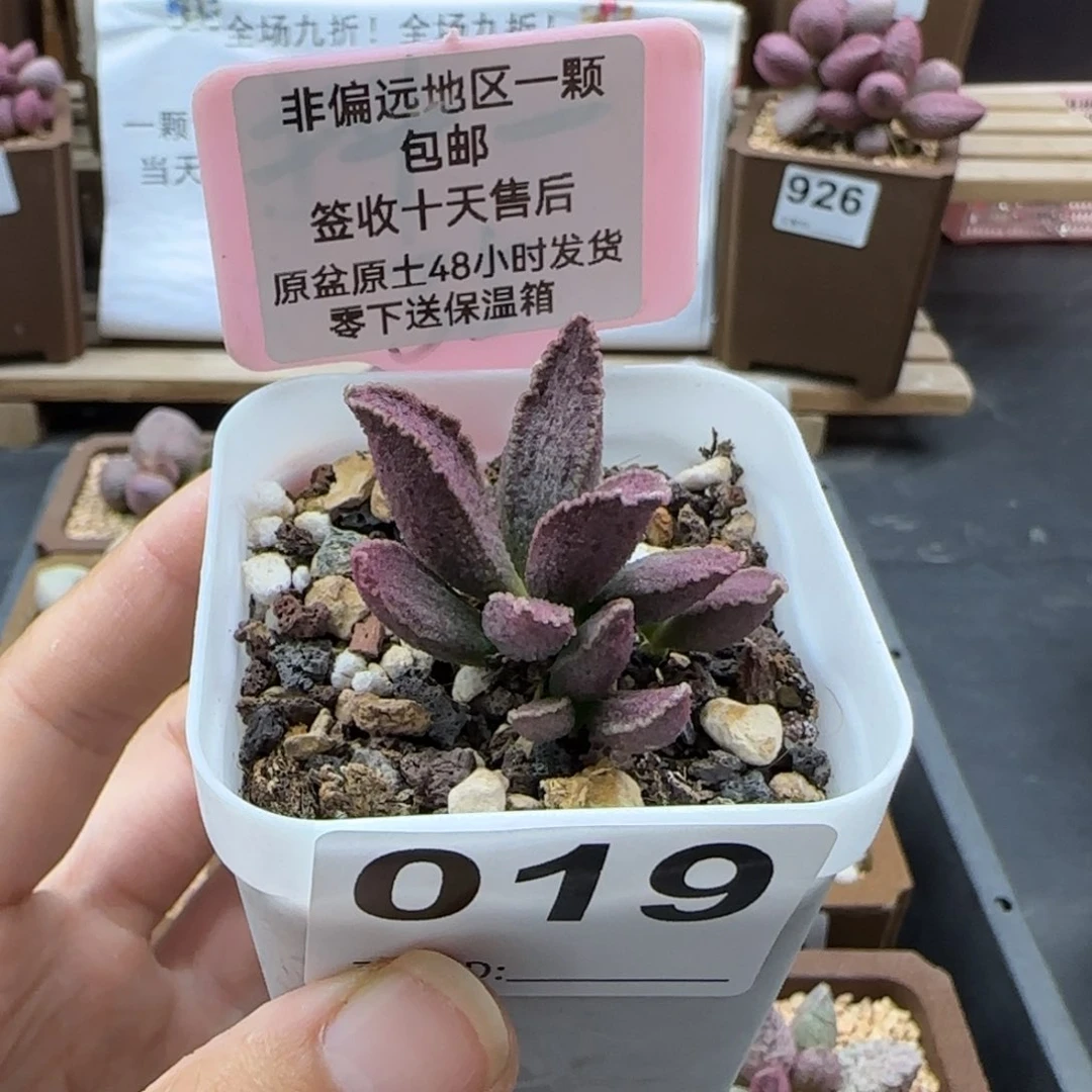 019昭君多肉植物
