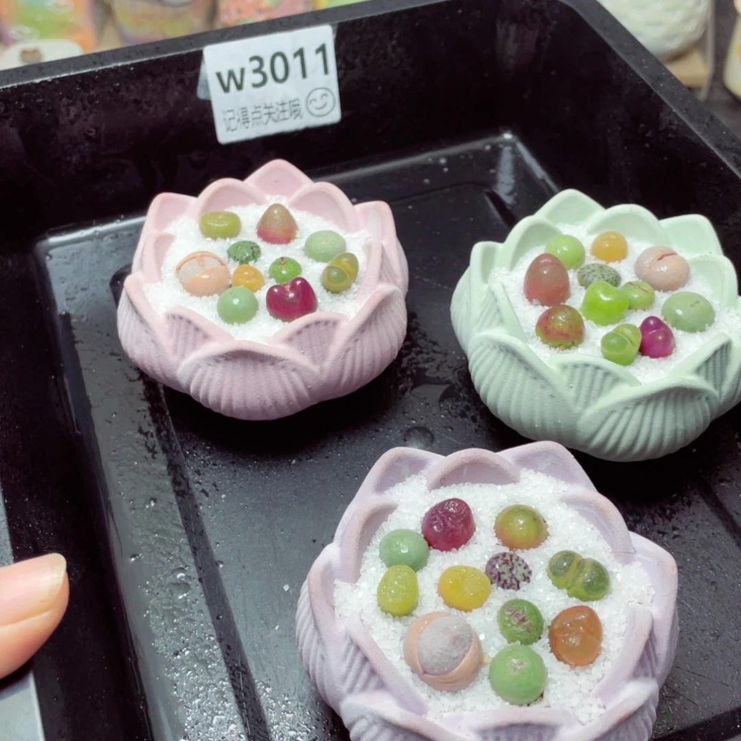 w3011 带盆土发货-零下地区拍保温箱