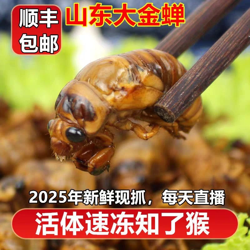 2025山东个大活体金蝉新鲜速冻大金蝉爬叉知了猴源头发货冷链包邮