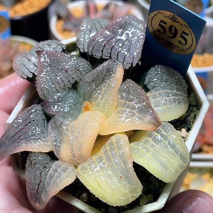 595天空之镜您特选福利