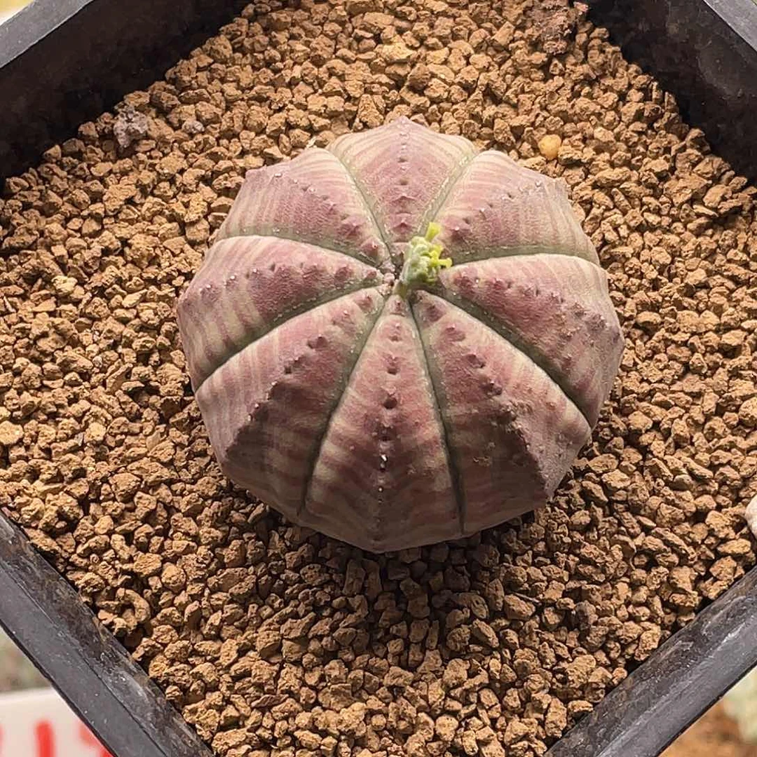 母球 实生紫肌神玉欧布