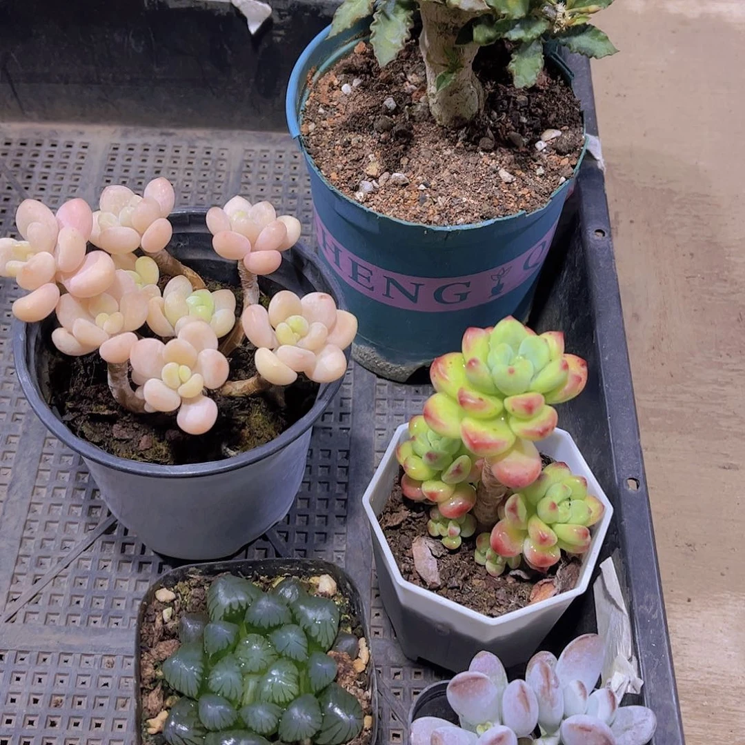 多肉345多肉植物