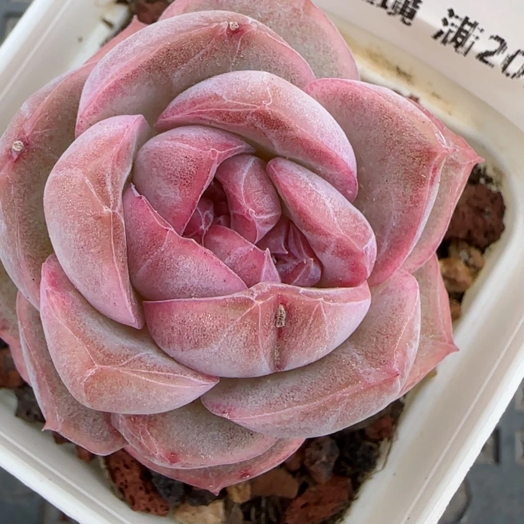 花语逸境0222-137